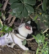 N2112030 found an injured stray cat in grass. Seeing it had only