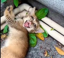 N2112031 Helping kitten congenital disabilities had been abandoned