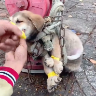 N2112032 If you see dog will you save it #animal #help #save #love #fyp