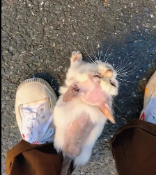 N2112033 lovely animals.. please help them#animallover #animals #rescueanimals