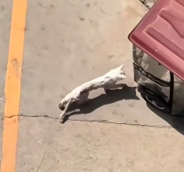 N2112034 Maine Coon cat had been abandoned was finally rescued after