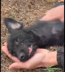 N2112035 man recuse dog family give them home #animal #help #s…