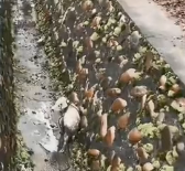 N2112036 On way home, found stray puppy had fallen into ditch