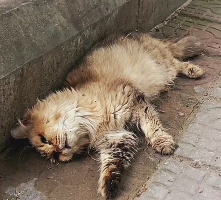 N2112037 Please do not abandon animals when they are in trouble #animallover…