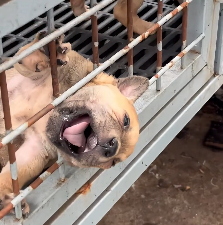 N2112021 rescue trapped dog #pet #xuhuong #fyp #trending #dog #dogsoftiktok