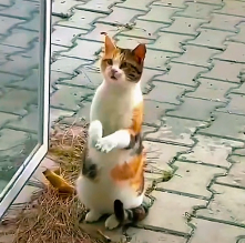 N2112038 Please help these poor cats #animallover #animals #cute #ilovecats