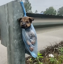 N2112039 Poor baby puppy was abandoned in highway #animal #help #save #lov