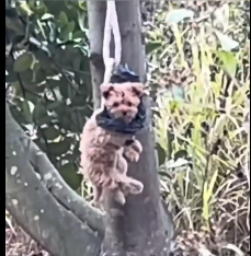 N2112040 Poor puppy was bundel in tree no one help him he is waiting to di…