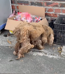 N2112041 Recuse poor abandoned puppy long dirty hair will you save…