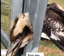 N2112042 Rescue adopt bird #BirdRescue #SaveTheBird #AnimalRescue #Ti…