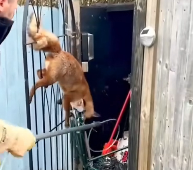 N2112043 Rescue adopt poor fox #rescueanimals #saveanimals #adoption#fo…