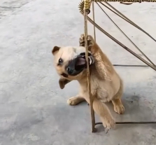 N2112044 Rescue adopt puppy #rescue #adoption #RescueMission ##RescueDog