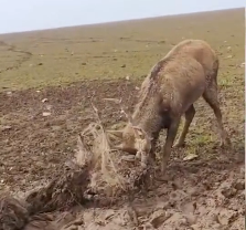 N2112045 Rescue an elk its antlers entangled then #rescue #fyp #anima…