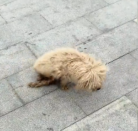 N2112046 Rescue dog disability legs then #rescue #fyp #animals #dog…