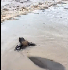 N2112047 Rescue poor buffalo then #rescue #fyp #animals #cow #cattle #bu