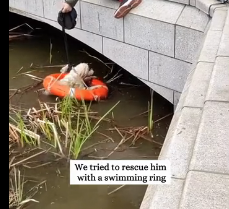 N2112048 Rescue puppy has fallen into water then #rescue #fyp #anim…