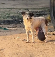 N2112049 Rescue sick dog then #rescue #fyp #animals #dog #dogs #puppy #r…