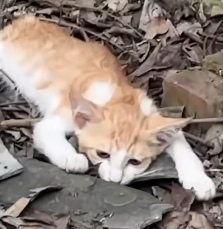 N2112050 Abandoned kitten in coma is lucky to be saved #rescueanimals #cat #an