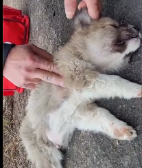 N0212055 Rescue puppy #animals #rescue part2