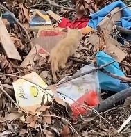 N2112051 Abandoned kitten in garbage dump is lucky to be saved #cat #rescuecat…