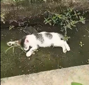 N2112052 Cat lying in ditch was lucky to be saved #rescueanimals #cat #rescuec…