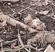 N2112053 cat standing shivering smelling weakly by river was lucki