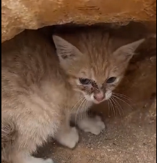 N2112054 dramatic rescue of kitten lost its mother trapped in a