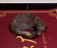 N2112055 Dying Stray Dog Covered in Skin Diseases #rescue #cute #helpanima