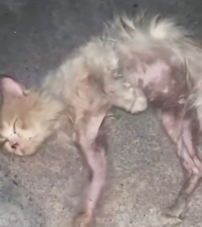 N2112056 Entire Process of Stray Cat Transformation #rescue #cute #h…