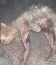 N2112056 Entire Process of Stray Cat Transformation #rescue #cute #h…