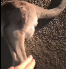N2112057 kind couple rescued an orphaned kangaroo baby on road then….