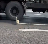 N2112058 kind couple rescued duck in danger, then happened…#res…