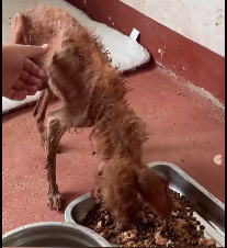 N0212054 Broken doesn mean unworthy LOVE BEYOND CURES #saveadog #viraldog_part2