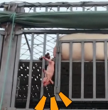 N2112059 kind family rescued newborn piglet fell truck, th…