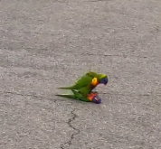 N2112060 kind lady rescued an injured rainbow lorikeet then…#bird #res…