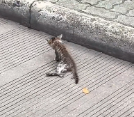 N2112070 Rescue stray cats #rescue #cute #helpanimals #love #cat #catsoftikto