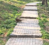 N2112061 kind man rescued an injured fawn, then happened…#rescue