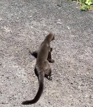 N2112062 kind man rescued dehydrated black leopard cub then…#rescue