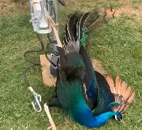 N2112063 kind woman rescued trapped peacock, then happened…#res… (1)