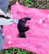 N2112064 Kitten fell into water drowned luckily was saved #animal #res…