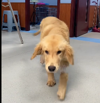 N0212053 Hit Run to Hopeful Golden Legged Comeback_part2