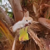 N2112065 Kitten starving in coconut tree luckily saved #cat #rescuecat #anima…