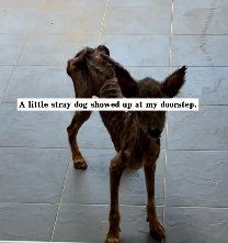 N2112066 little stray dog showed up at my doorstep. He was so skinny pit…