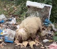 N2112067 poor stray dog was wandering on side of road when saw…