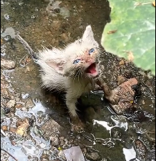 N2112068 Rescue blue eyed kitten #rescue #cute #helpanimals #love #cat #cat…
