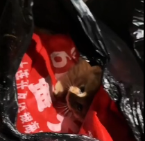 N2112069 Rescue kitten in garbage bag #rescue #cute #helpanimals #lov…