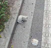 N2112071 Rescue stray cats #rescue #cute #helpanimals #love #cat #catsoftikto…