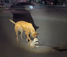 N2112072 Rescue stray cats #rescue #cute #helpanimals #love #rescueanimals