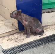 N2112073 Rescue stray dogs #rescue #cute #helpanimals #love #dog (1)