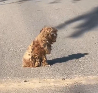 N2112074 Rescue stray dogs #rescue #cute #helpanimals #love #dog (2)